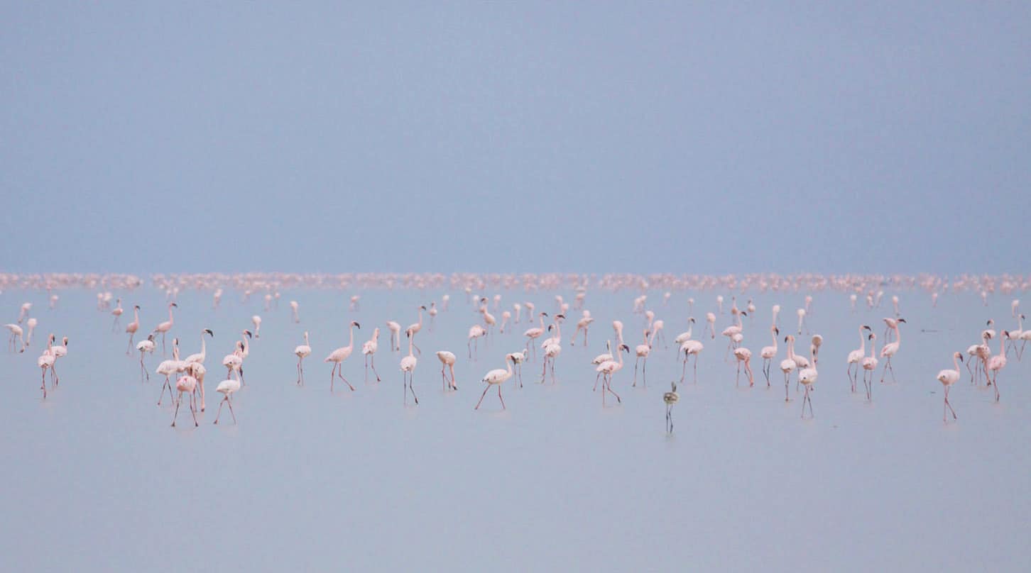 flamingos