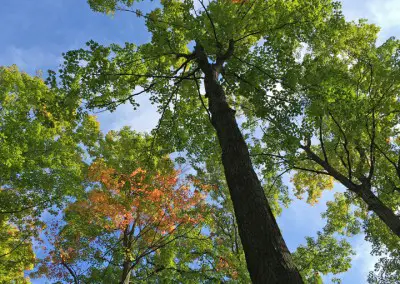 Soaring tree at Hilton Falls Ontario in the Fall
