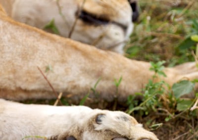Tanzania Lioness closeup of Paw