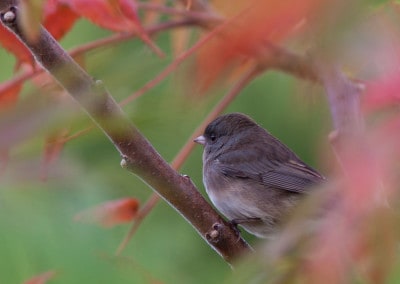 bird in red leaves