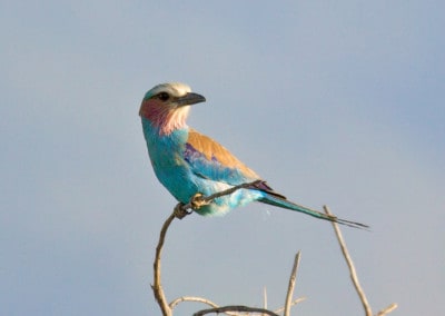 Tanzania Lilac breasted roller