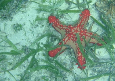 Red starfish underwater Pongwe Beach Zanzibar