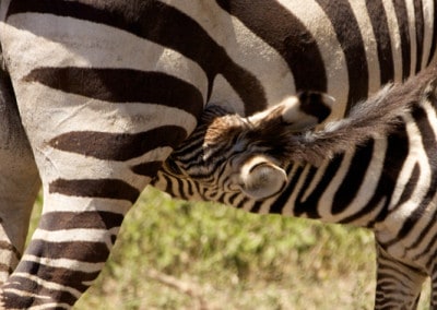 Tanzania Zebra baby nursing