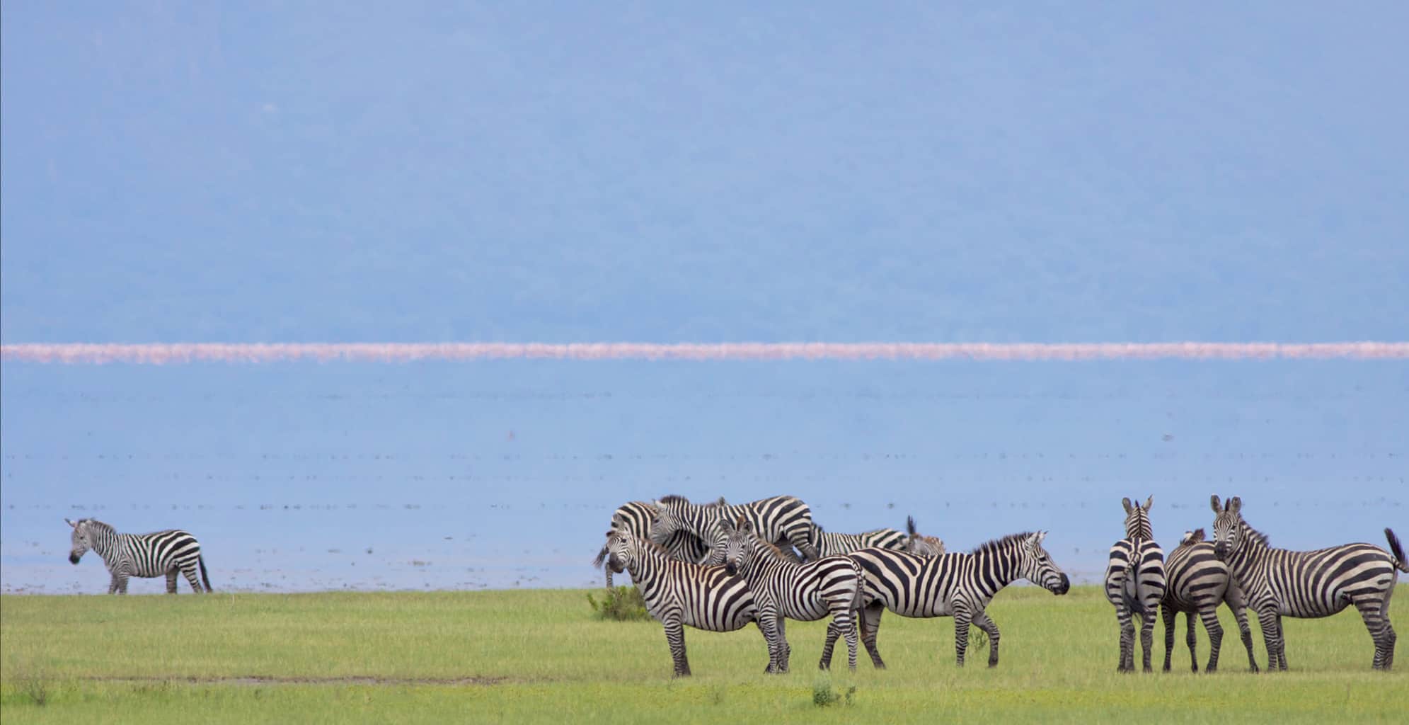 zebras