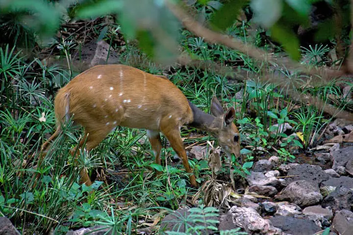 Bushbuck have deer-like spots AND subtle stripes.