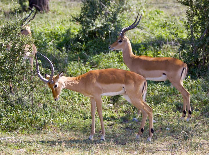 Learning To Identify African Antelopes On Safari Grownup Travels