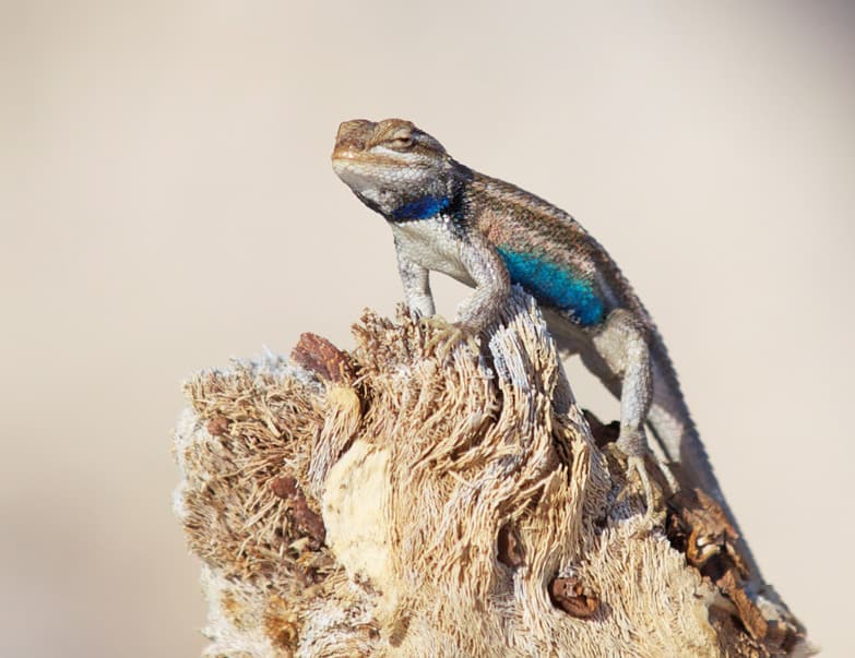 White Sands Gecko