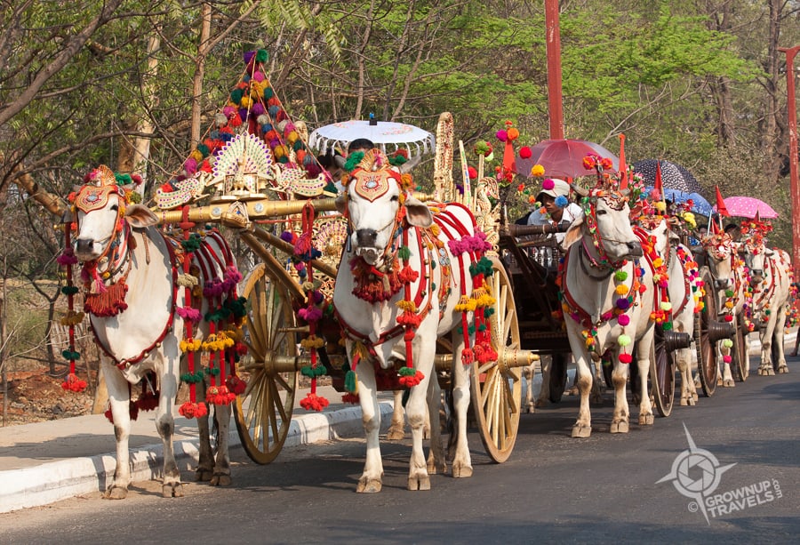 Ox carts decorated for an ordination ceremony parade in Bagan