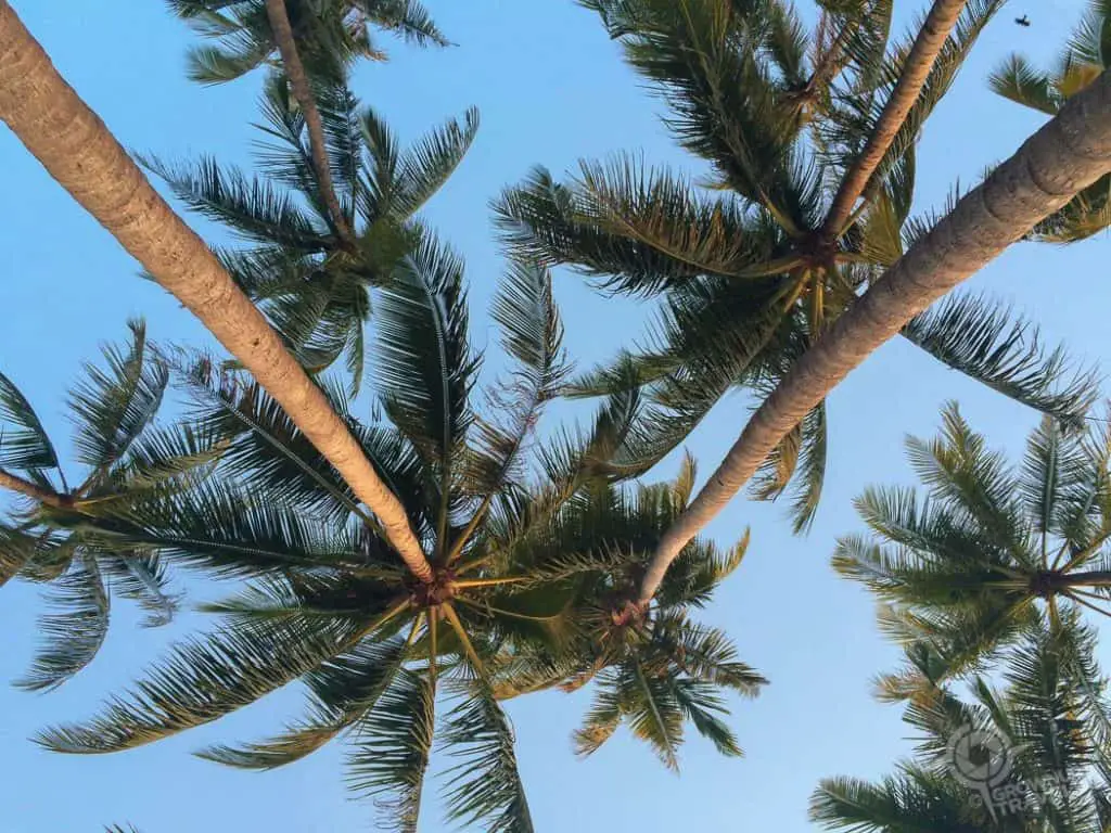 Palms at Ngapali Beach Myanmar
