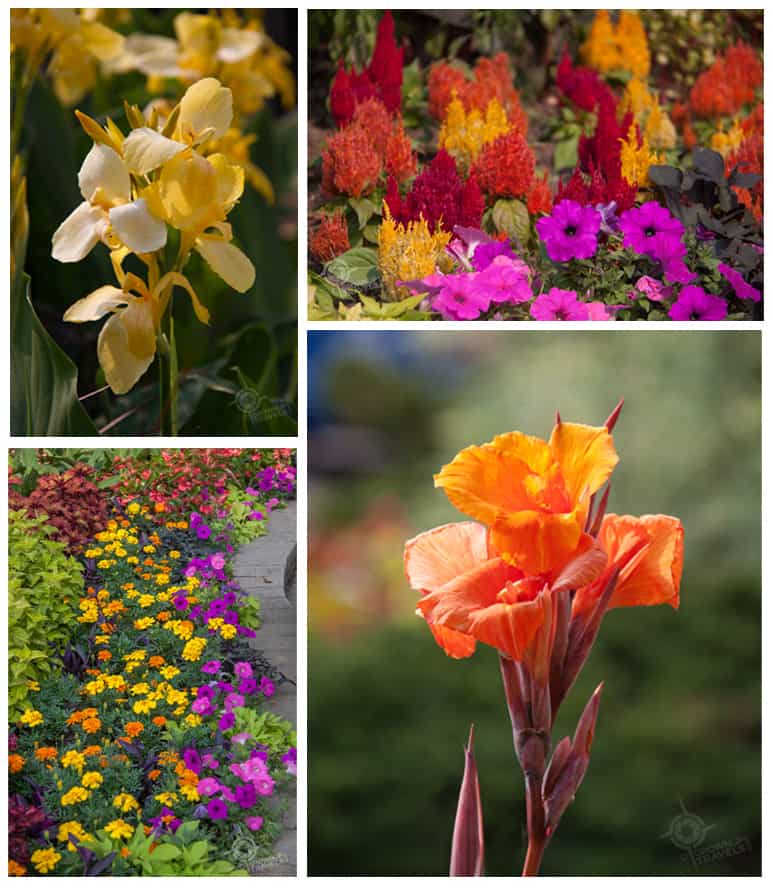 NOTL 4 flowers