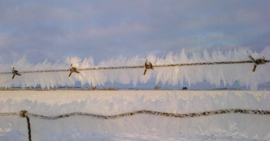 Caledon frosty barbed wire