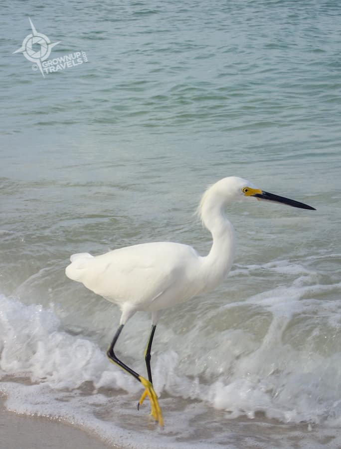 Naples Beach White Egret