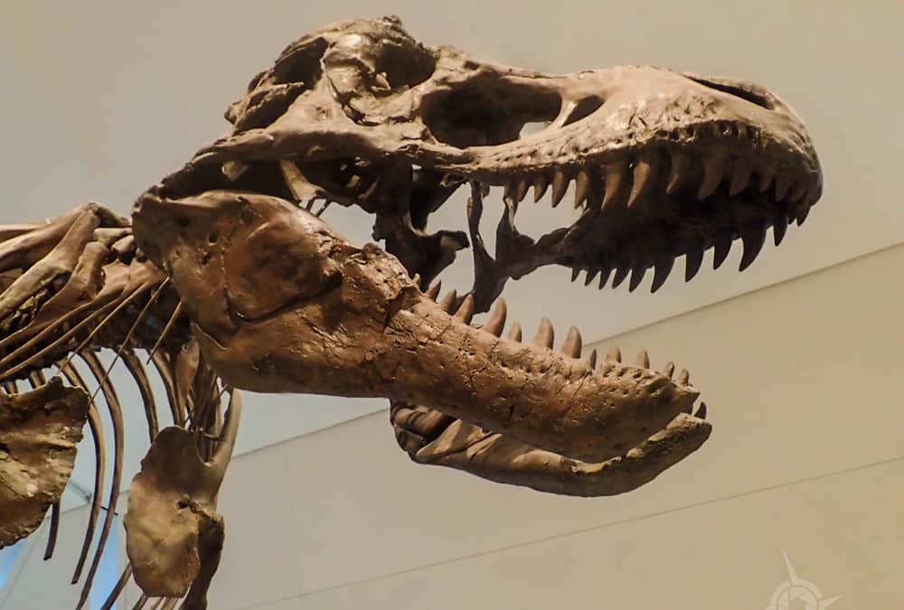 Discovering Dinosaurs and more at Toronto’s #EmptyROM