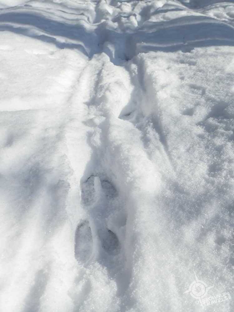 Viamede deer tracks