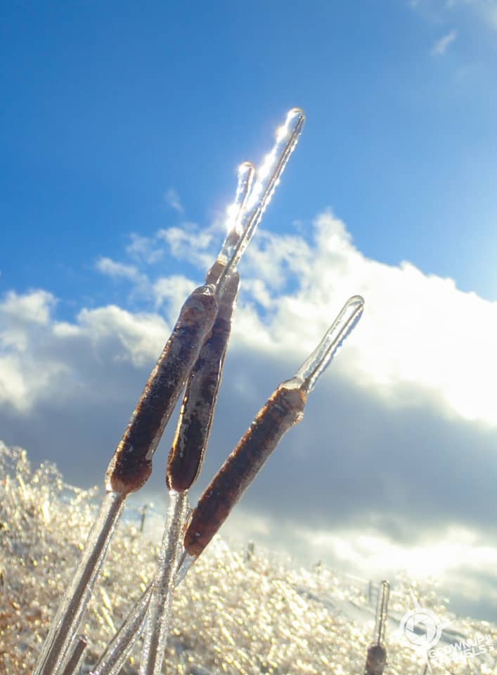 Viamede frozen bullrushes