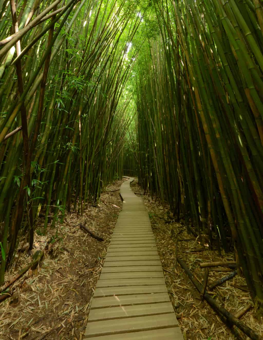Bamboo Forest