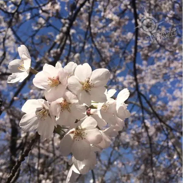 Cherry Blossom square