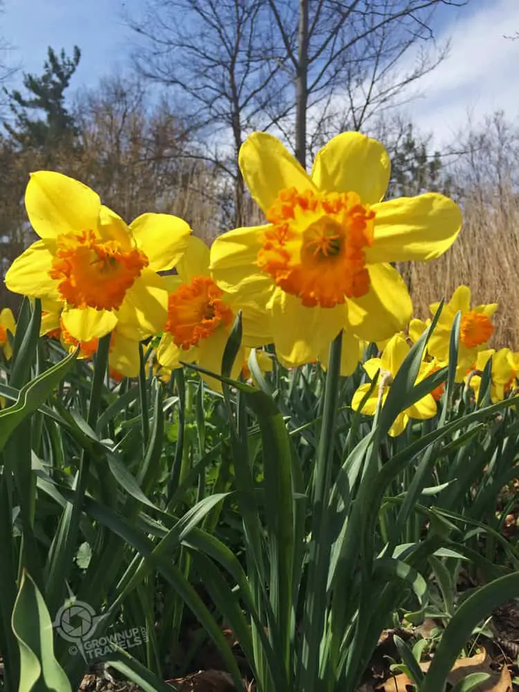 High Park daffodils