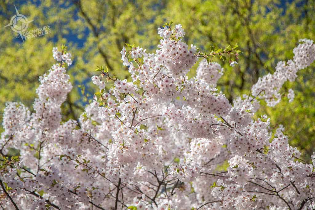 Pink cherry blossoms against trees