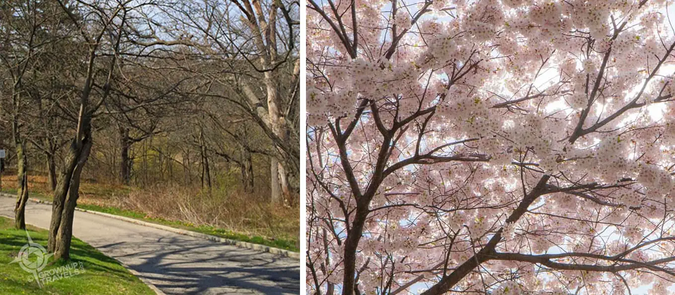 Sakura before and after