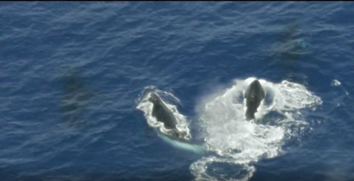 Humpback heat run from video