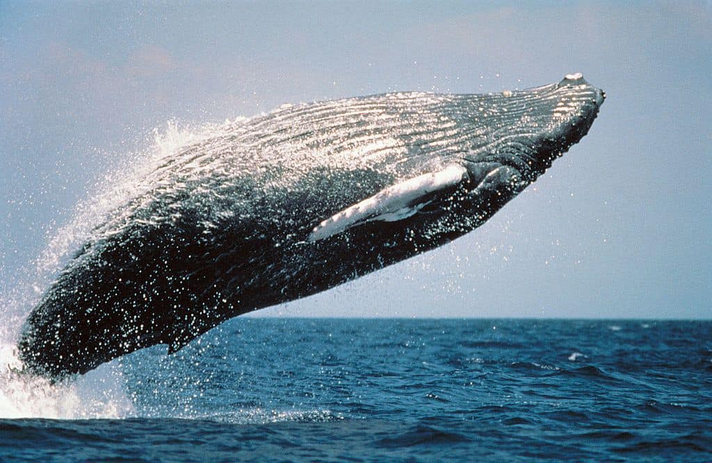 humpback public domain