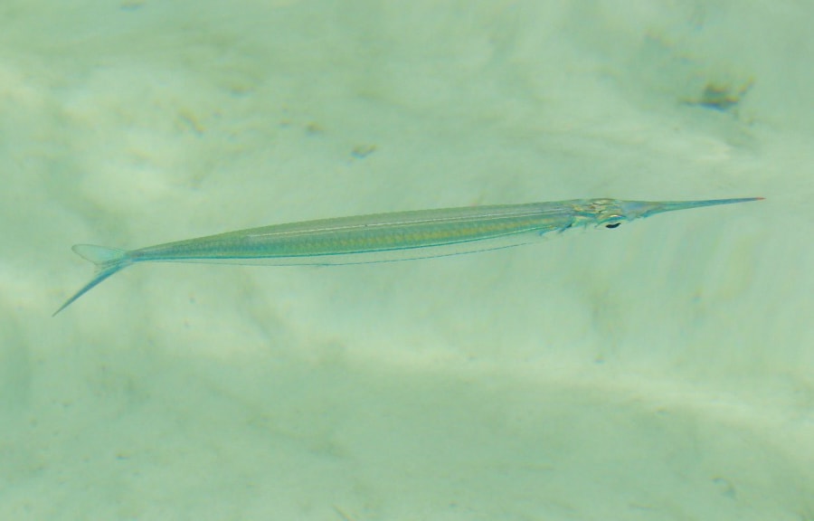 needlefish