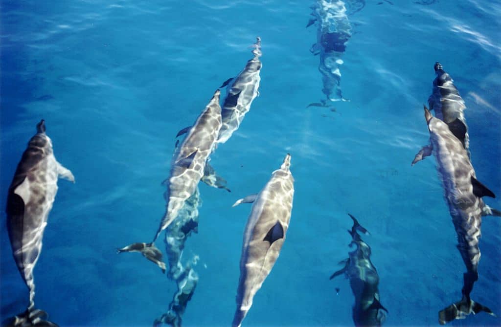 spinner dolphins public domain