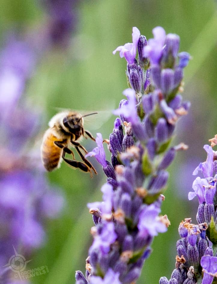 Honey Bee Lavender