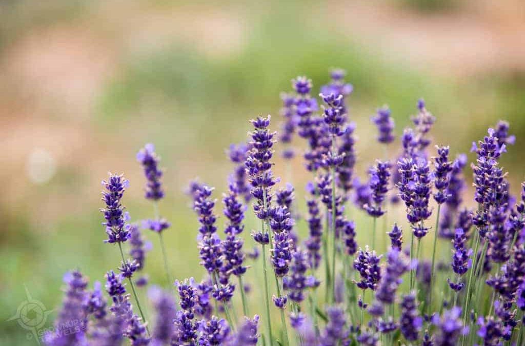 De-Stress at Terre Bleu Lavender Farm