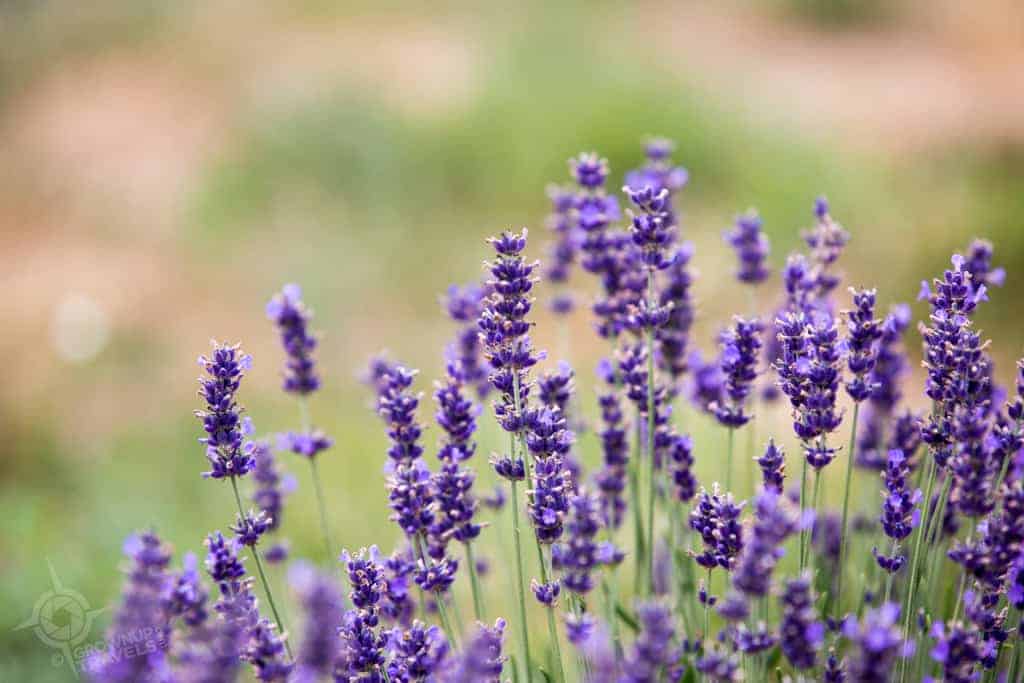 Lavender closeup