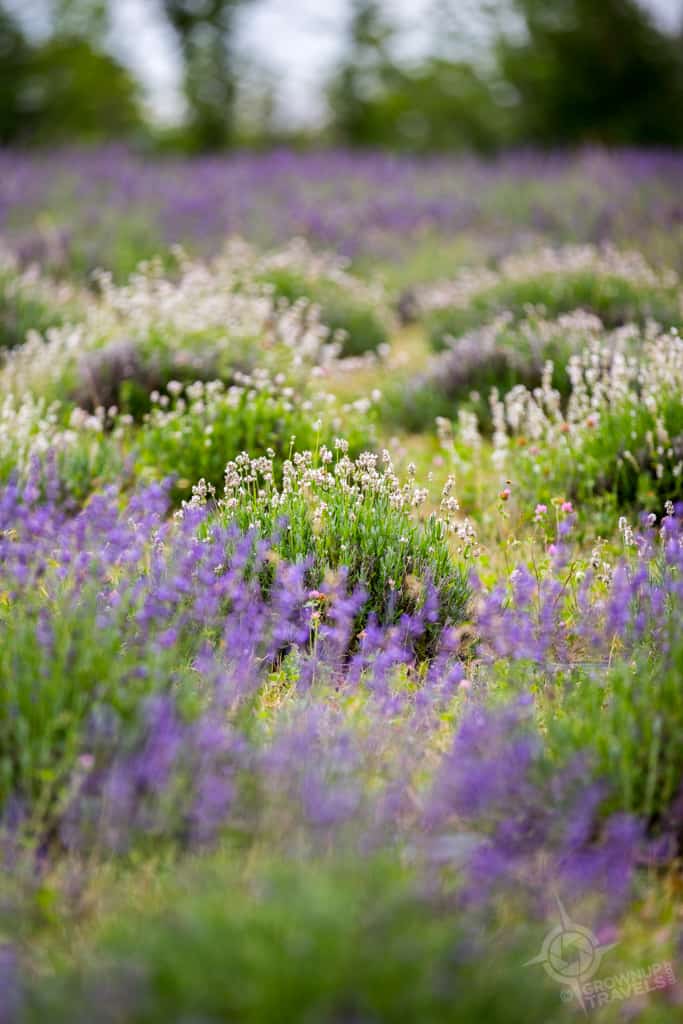 Lavender Fields Terre Bleu