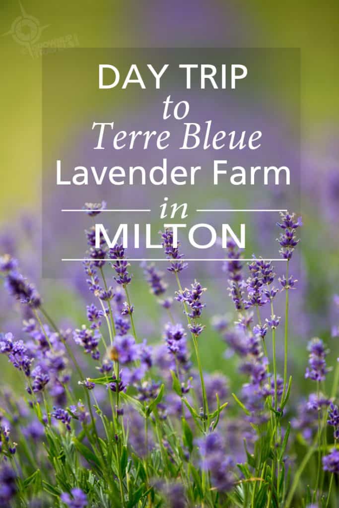 PINTEREST_Terre Bleu Lavender Farm