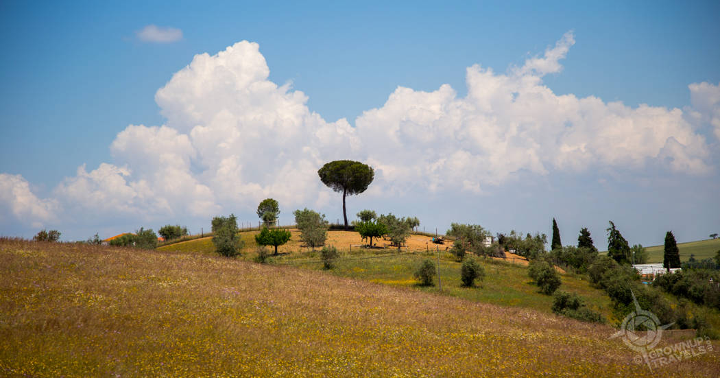 Alentejo tall tree