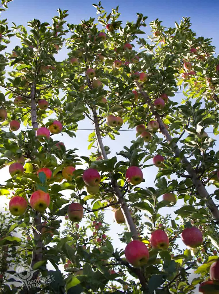 super-spindles Ferri orchard