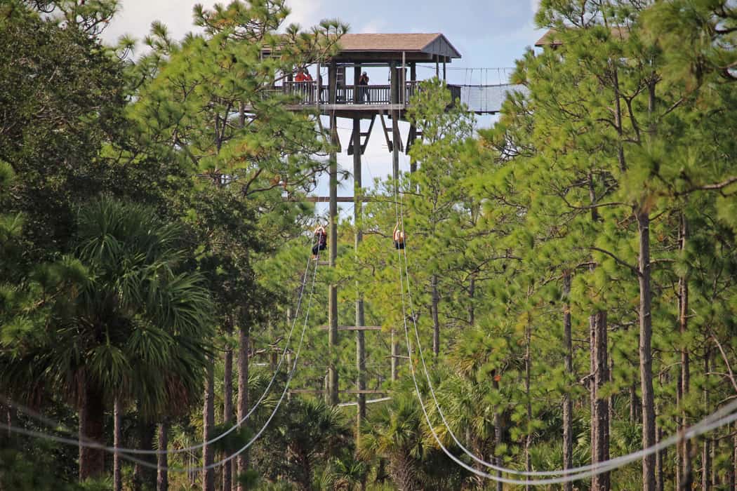 Forever Florida peregrine-plunge