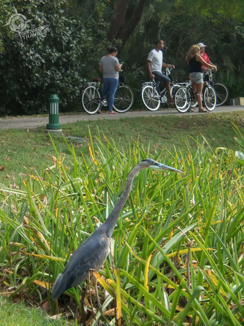 Blue Heron near cycle path Celebration
