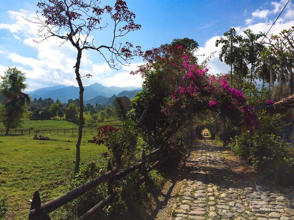 Camino la Herrera Jardin