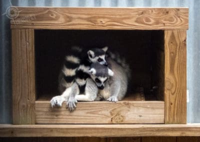 Playful lemurs at Wild Florida