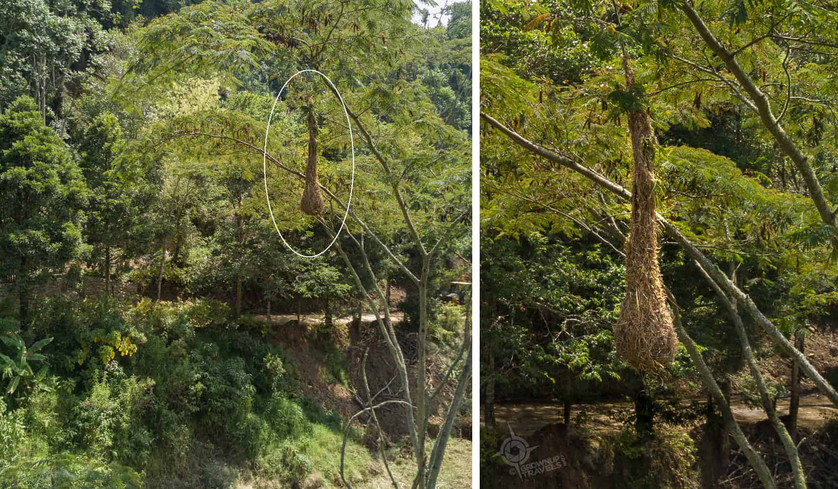 Oropendola nest