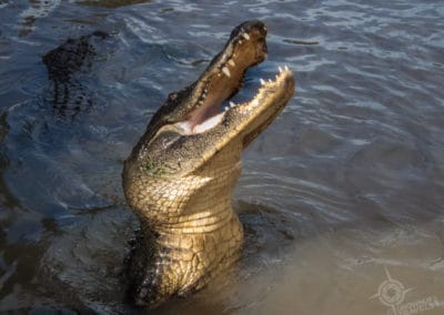 Gator at Wild Florida