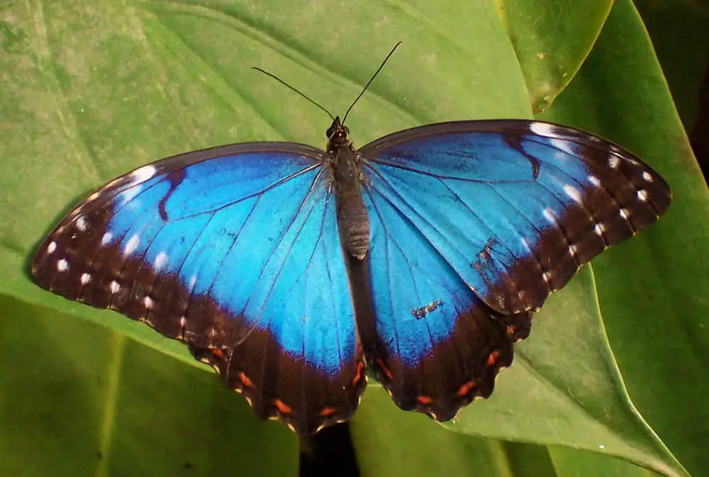 Blue Morpho butterfly public domain
