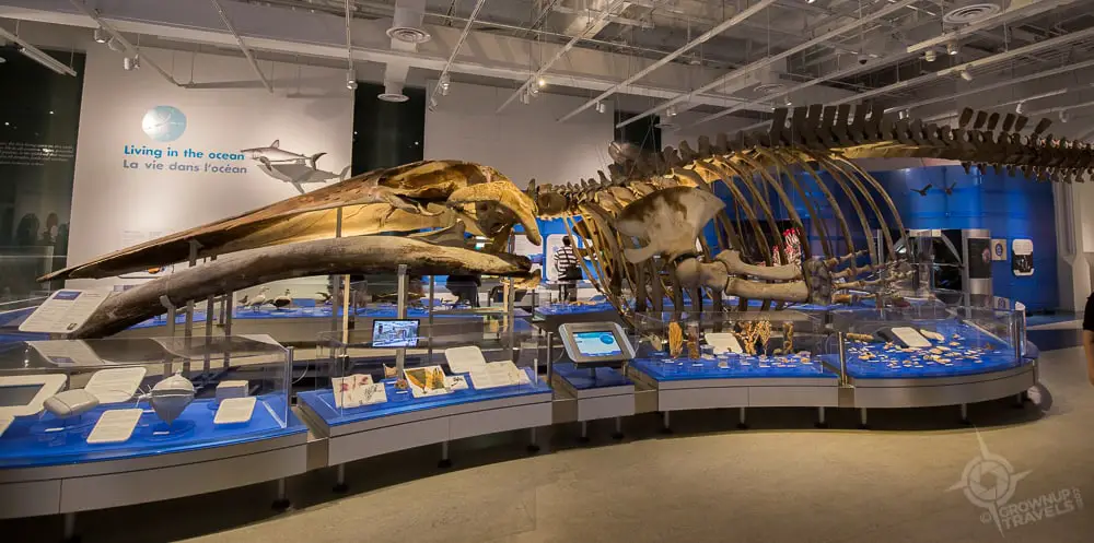 Blue Whale skeleton Museum of Nature Ottawa