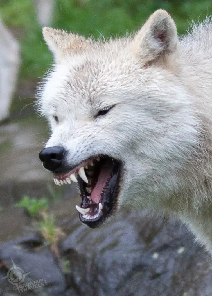 ParcOmega Arctic wolf snarl