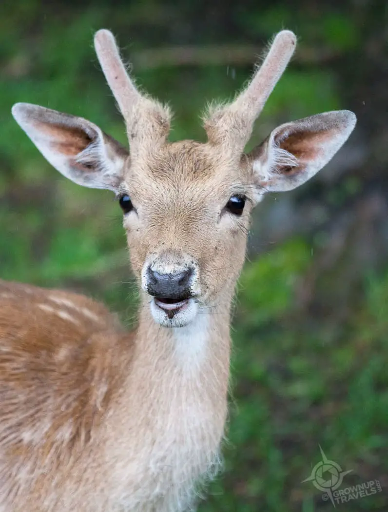 ParcOmega Fallow Deer