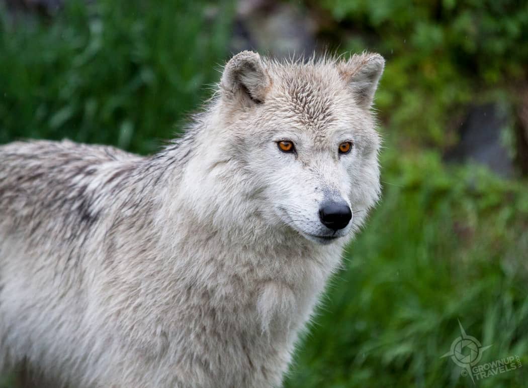 ParcOmega Grey Wolf