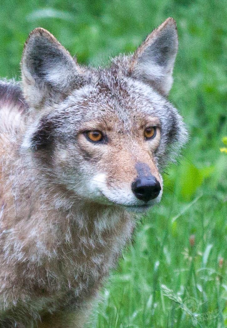 ParcOmega coyote closeup