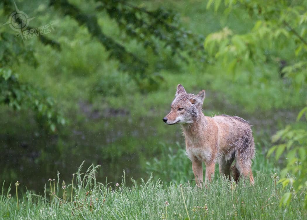 ParcOmega coyote field