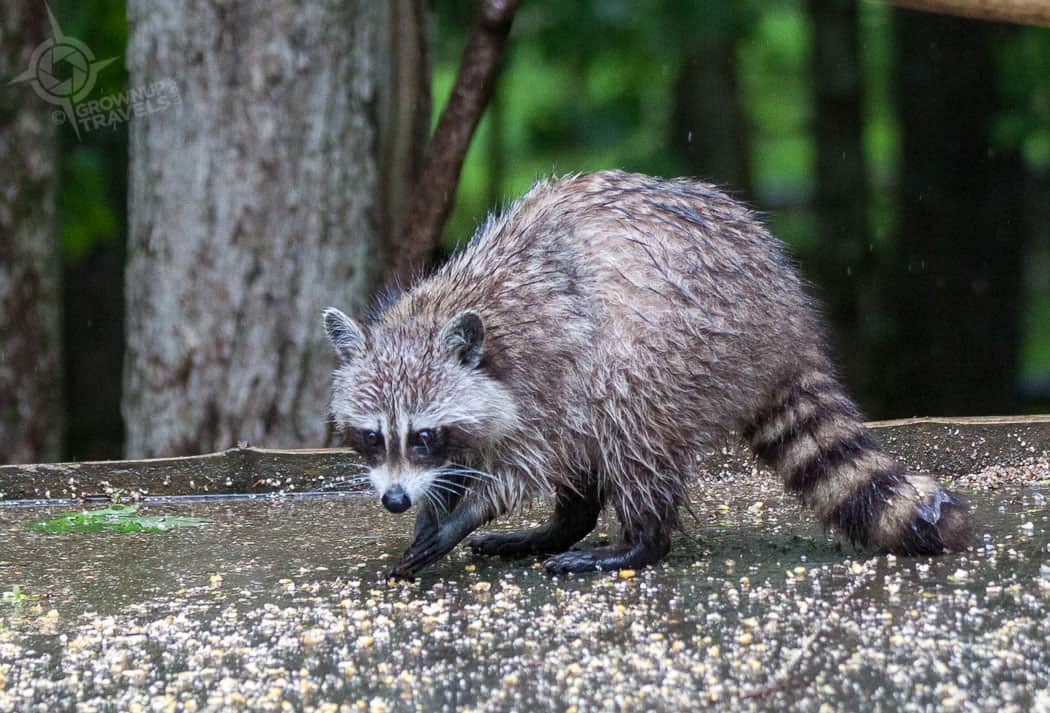 ParcOmegaRaccoon