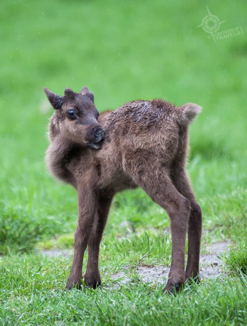 ParcOmegababy caribou